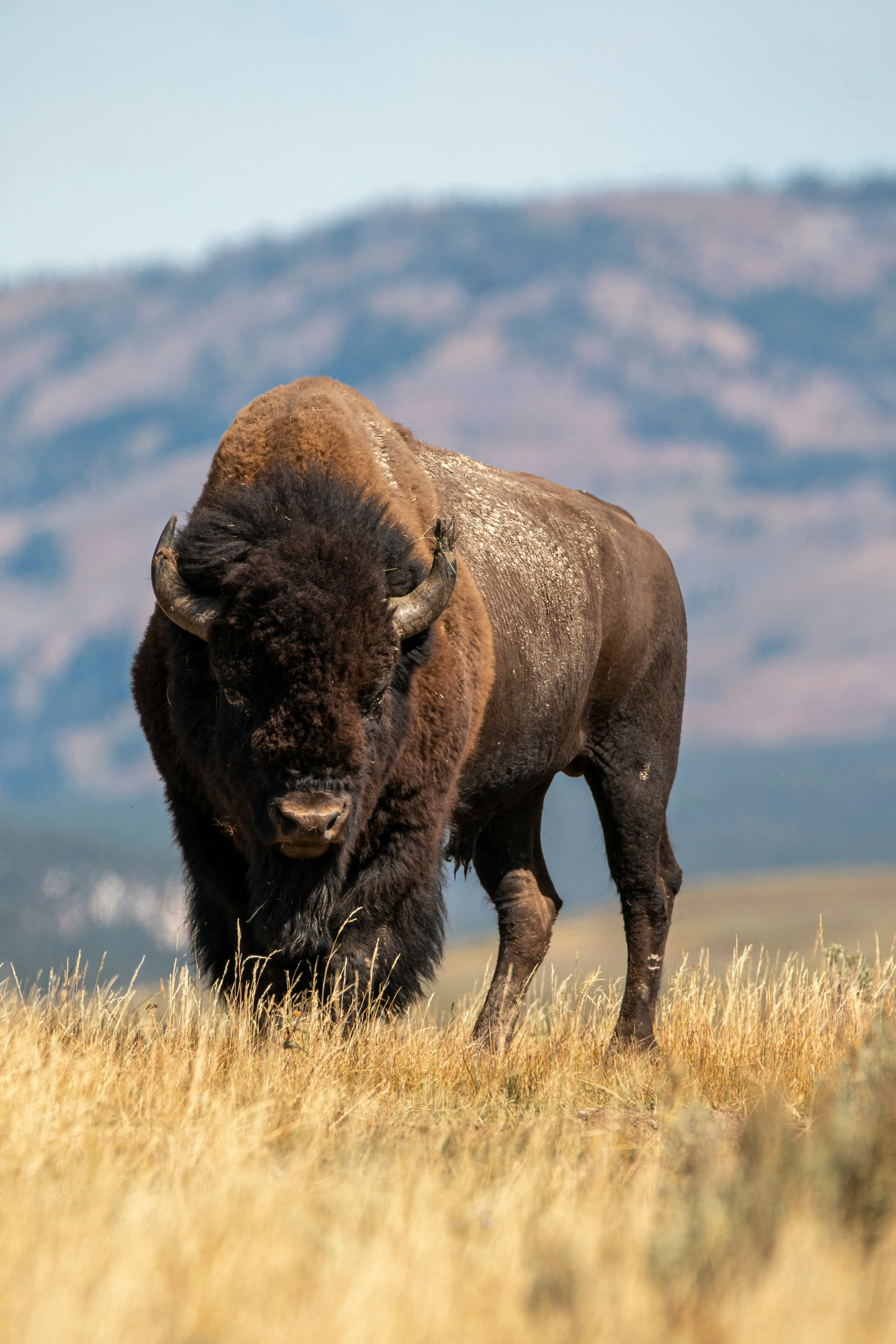 Bufalo
