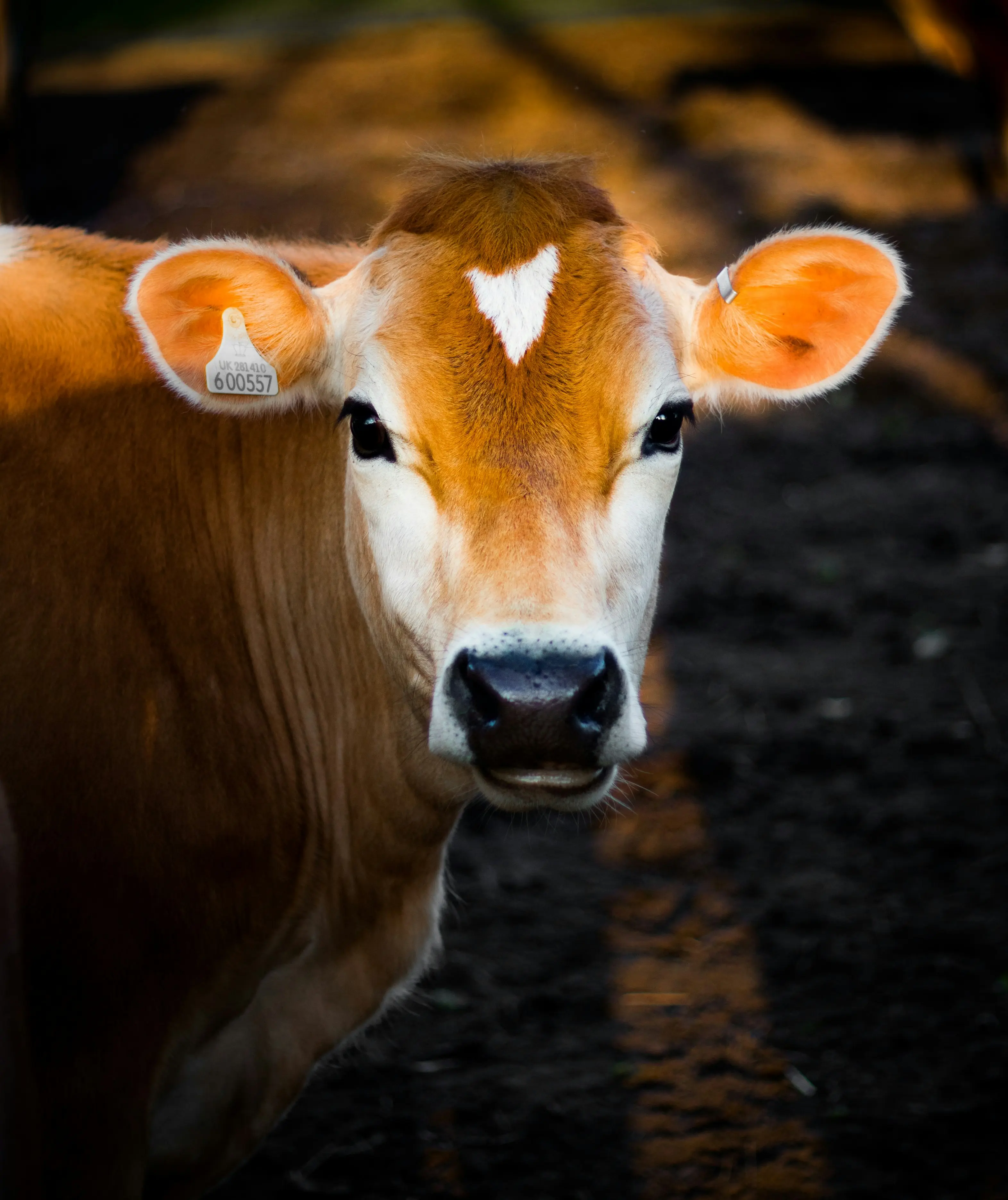 Vaca